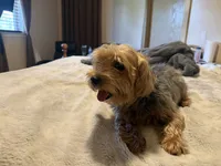 Batley, a male Yorkshire Terrier for sale in West Palm Beach, FL – 5 of 6