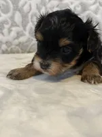 Bailey, a male Yorkshire Terrier for sale in West Palm Beach, FL – 3 of 3