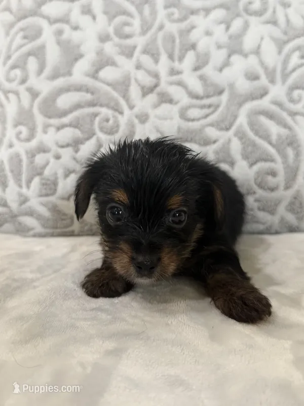 Teddy  – Yorkshire Terrier puppy for sale in West Palm Beach, FL