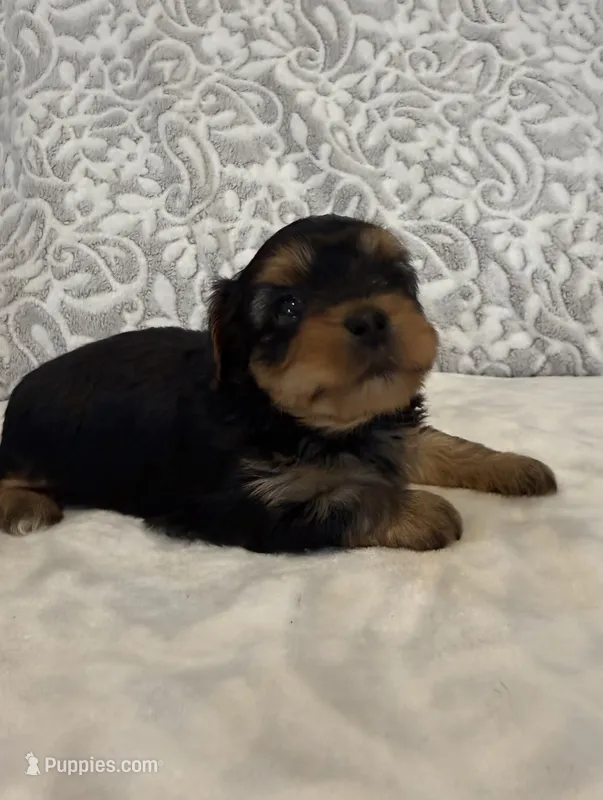 Astro – Yorkshire Terrier puppy for sale in West Palm Beach, FL