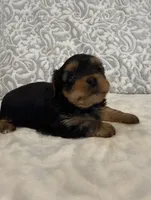 Astro, a female Yorkshire Terrier for sale in West Palm Beach, FL – 1 of 3