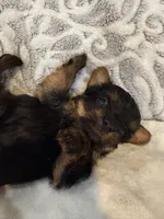Ash, a female Yorkshire Terrier for sale in West Palm Beach, FL – 1 of 3