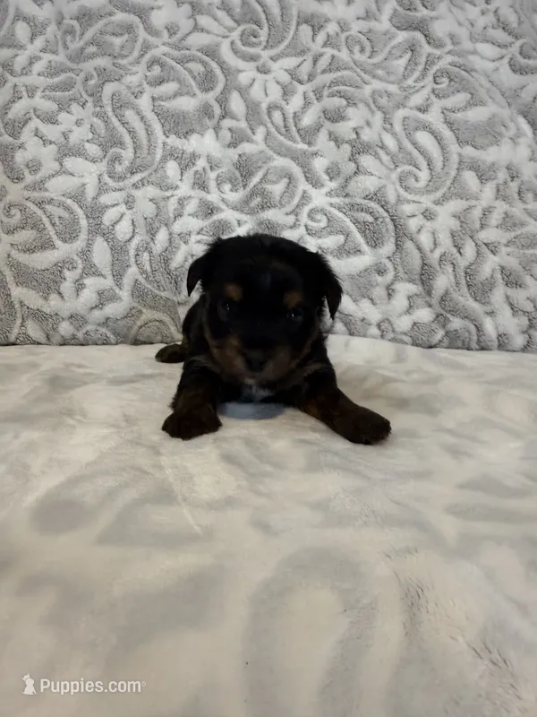 Lucky – Yorkshire Terrier puppy for sale in West Palm Beach, FL