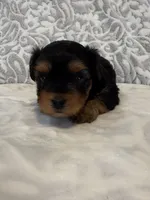 Astro, a female Yorkshire Terrier for sale in West Palm Beach, FL – 3 of 3
