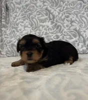 Astro, a female Yorkshire Terrier for sale in West Palm Beach, FL – 2 of 3