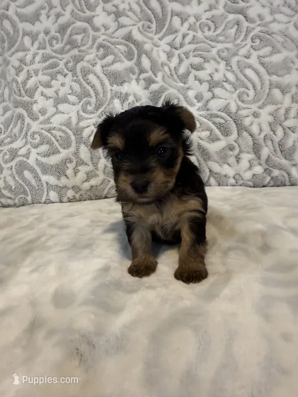 Ivory – Yorkshire Terrier puppy for sale in West Palm Beach, FL
