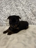 Ash, a female Yorkshire Terrier for sale in West Palm Beach, FL – 3 of 3
