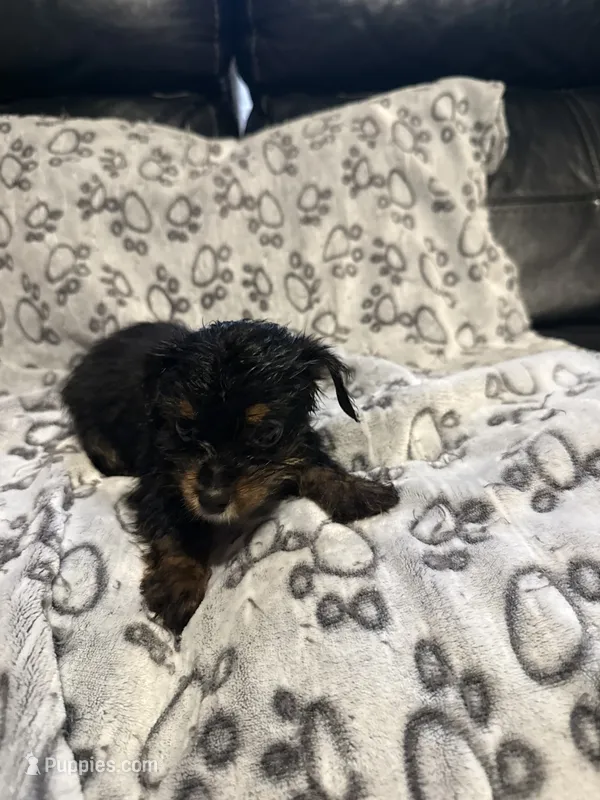 Miso – Yorkshire Terrier puppy for sale in West Palm Beach, FL