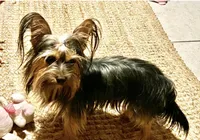 Batley, a male Yorkshire Terrier for sale in West Palm Beach, FL – 4 of 6