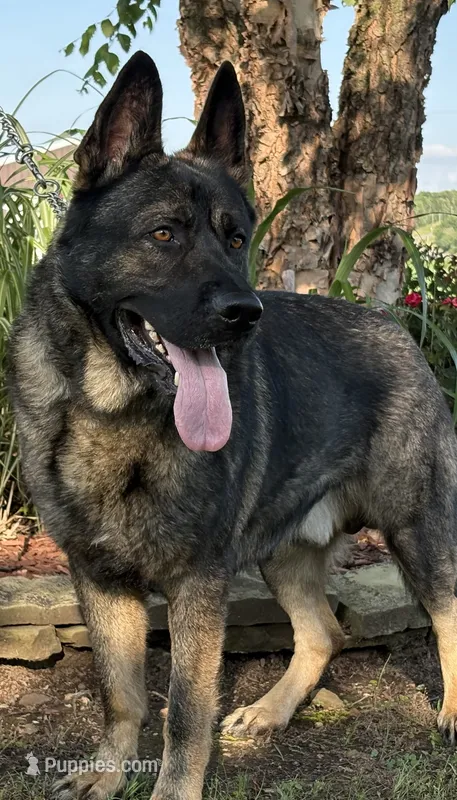 CZECH IMPORT BRED – German Shepherd Dog puppy for sale in Stockton, MO