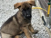 CZECH IMPORT BRED, a female German Shepherd Dog for sale in Stockton, MO – 3 of 10
