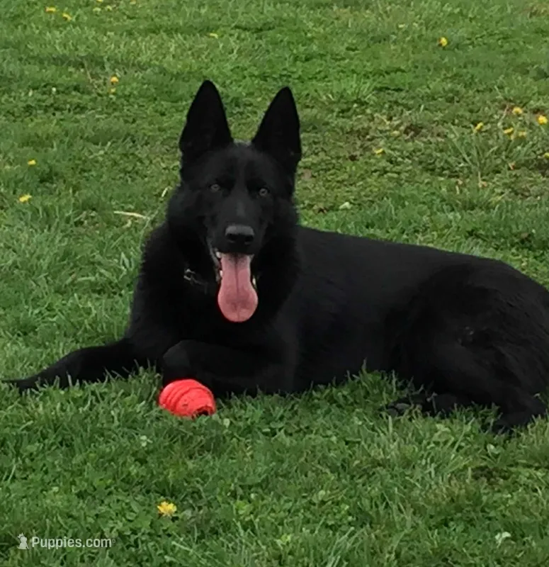 Czech Bred Female Puppy – German Shepherd Dog puppy for sale in Stockton, MO