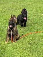 EUROPEAN BRED, a female German Shepherd Dog for sale in Stockton, MO – 5 of 10