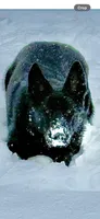 ADULT GSD FEMALE , a female German Shepherd Dog for sale in Stockton, MO – 1 of 5