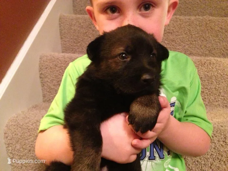BORN MAY 17TH – German Shepherd Dog puppy for sale in Stockton, MO