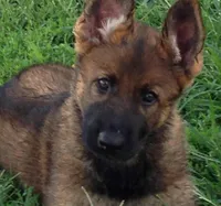 EUROPEAN BRED, a female German Shepherd Dog for sale in Stockton, MO – 4 of 10