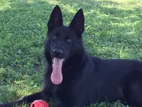 BORN MAY 17TH, a male German Shepherd Dog for sale in Stockton, MO – 5 of 6