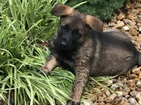CZECH IMPORT BRED, a female German Shepherd Dog for sale in Stockton, MO – 5 of 10