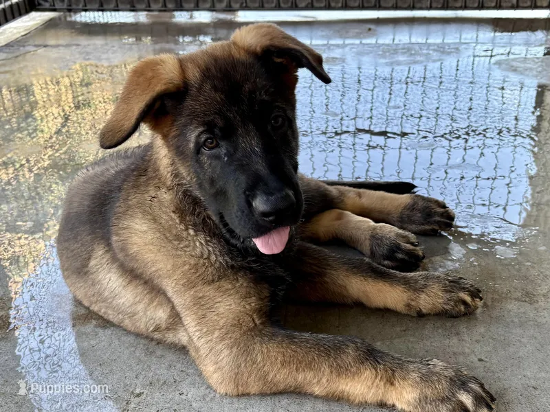 Czech Border Patrol – German Shepherd Dog puppy for sale in Stockton, MO