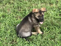 Czech Bred, a male German Shepherd Dog for sale in Stockton, MO – 7 of 10