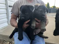 Czech Bred, a male German Shepherd Dog for sale in Stockton, MO – 2 of 10
