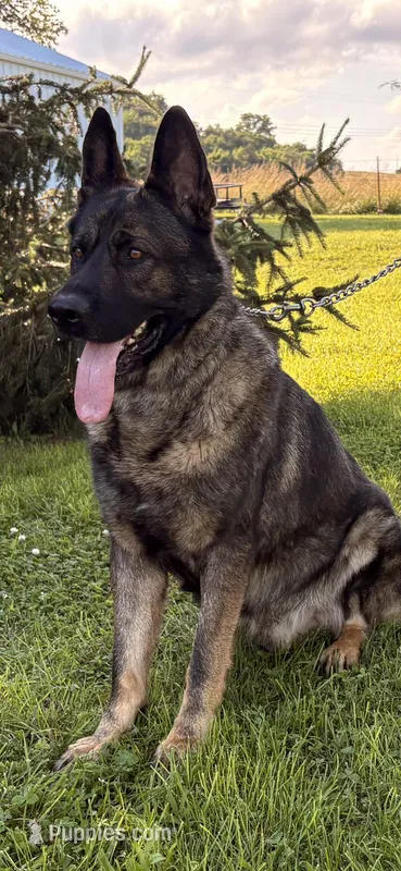 Czech Bred – German Shepherd Dog puppy for sale in Stockton, MO