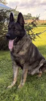 Czech Bred, a male German Shepherd Dog for sale in Stockton, MO – 1 of 10