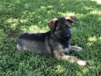 Czech Bred, a male German Shepherd Dog for sale in Stockton, MO – 8 of 10