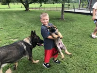 Czech Bred, a male German Shepherd Dog for sale in Stockton, MO – 10 of 10