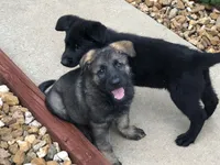 Czech Bred, a male German Shepherd Dog for sale in Stockton, MO – 9 of 10