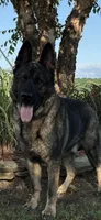 Czech Bred, a male German Shepherd Dog for sale in Stockton, MO – 6 of 7