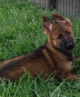 EUROPEAN BRED, a female German Shepherd Dog for sale in Stockton, MO – 2 of 10
