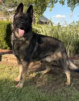 MALE READY IN JULY, a male German Shepherd Dog for sale in Stockton, MO – 7 of 8