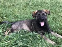 Imported Bloodlines, a male German Shepherd Dog for sale in Stockton, MO – 8 of 8