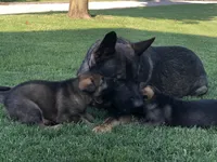 Imported Bloodlines, a male German Shepherd Dog for sale in Stockton, MO – 6 of 8