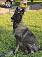 Imported Bloodlines, a male German Shepherd Dog for sale in Stockton, MO – 5 of 8