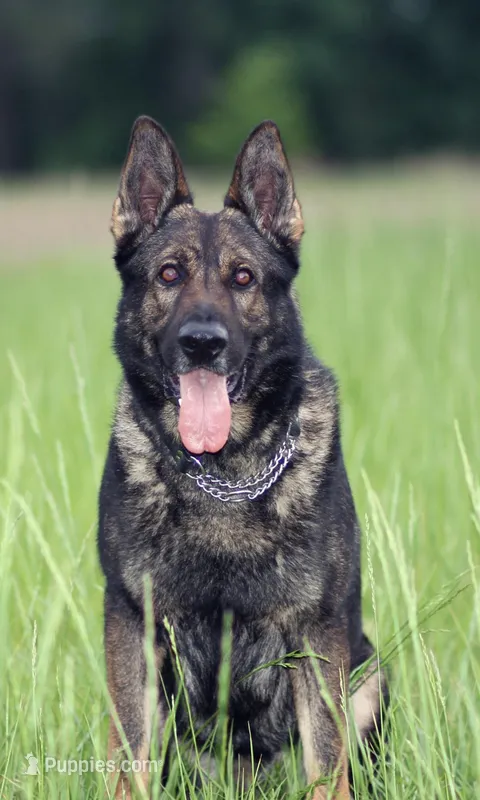 Imported Bloodlines – German Shepherd Dog puppy for sale in Stockton, MO