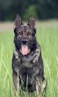 Imported Bloodlines, a male German Shepherd Dog for sale in Stockton, MO – 1 of 8