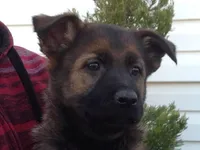 Imported Bloodlines, a male German Shepherd Dog for sale in Stockton, MO – 3 of 8