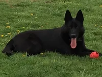 MALE READY IN JULY, a male German Shepherd Dog for sale in Stockton, MO – 3 of 8