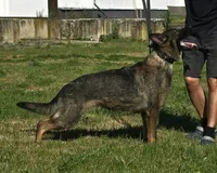 Imported Titled Parents, a female German Shepherd Dog for sale in Stockton, MO – 3 of 8