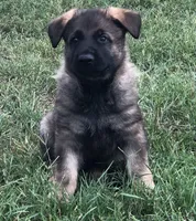 Czech, a male German Shepherd Dog for sale in Stockton, MO – 5 of 8