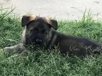 Czech, a male German Shepherd Dog for sale in Stockton, MO – 7 of 8