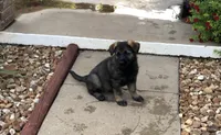 Czech, a male German Shepherd Dog for sale in Stockton, MO – 6 of 8