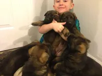 Czech, a male German Shepherd Dog for sale in Stockton, MO – 2 of 8
