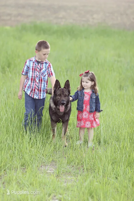 Czech – German Shepherd Dog puppy for sale in Stockton, MO