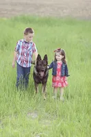 Czech, a male German Shepherd Dog for sale in Stockton, MO – 1 of 8