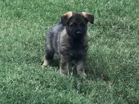 Imported parent, a male German Shepherd Dog for sale in Stockton, MO – 6 of 10