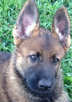 Imported parent, a male German Shepherd Dog for sale in Stockton, MO – 2 of 10
