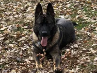 Imported parent, a male German Shepherd Dog for sale in Stockton, MO – 5 of 10